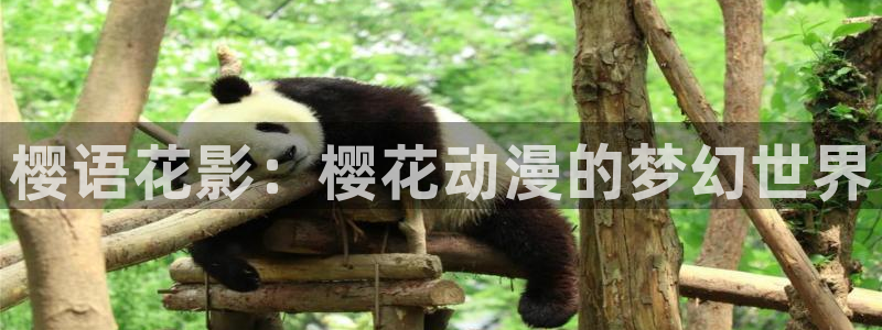 omofun轻量版：樱语花影：樱花动漫的梦幻世界