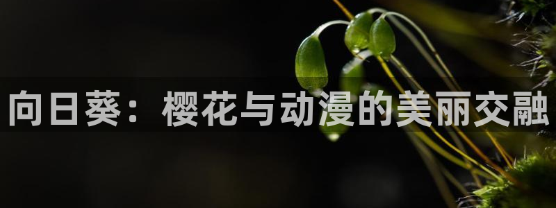 动漫软件omofun：向日葵：樱花与动漫的美丽交融